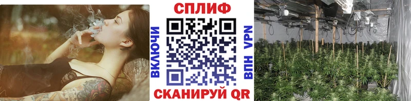закладка  Лагань  Марихуана сатива 